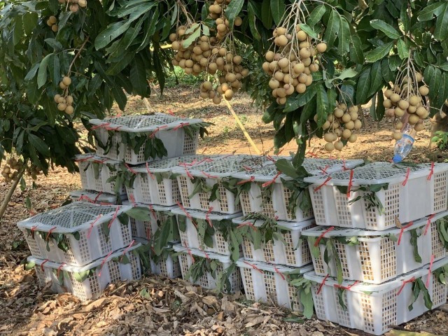 Longan Growers Ask the Cambodian Authorities to Help Speed up Exports to China