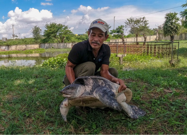 Fisherman Hands Over a Large Asiatic Soft-shell Turtle for Conservation