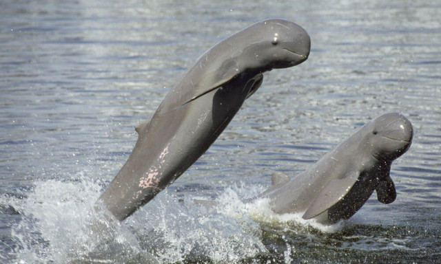 Conservationists Warn Irrawaddy Dolphin May Go Extinct  