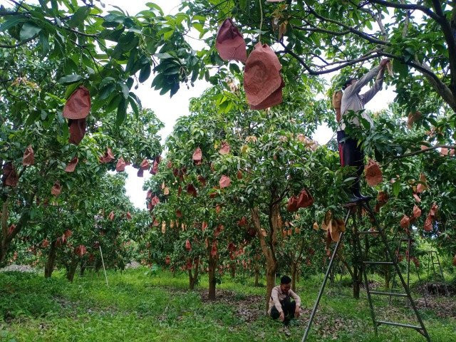 Low Prices and High Costs Squeeze Mango Farmers