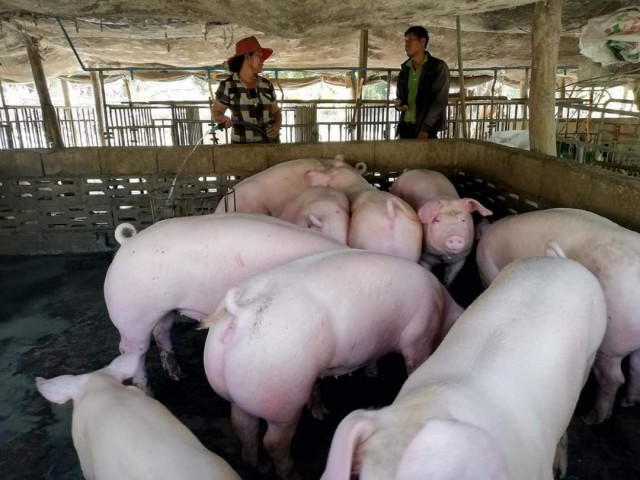 Pigs Dying Across Cambodia, African Swine Flu Believed to Be Cause