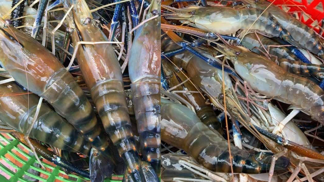 Takeo Lobsters to Receive Geographical Indication in April 2022