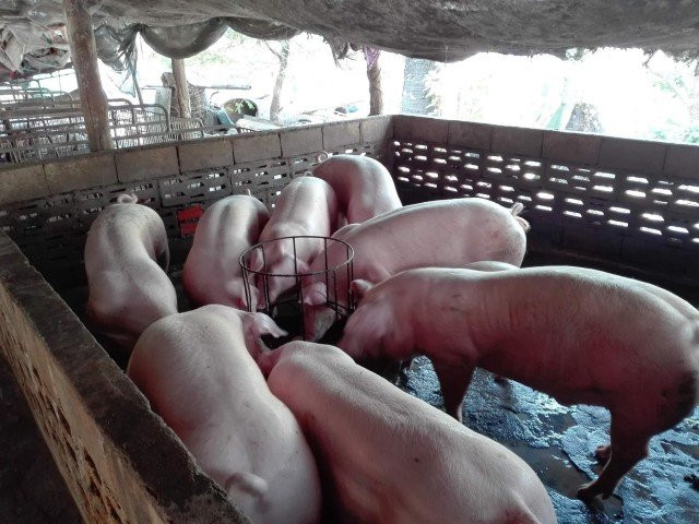Livestock Industry Seeks Ban on Pig Auctions