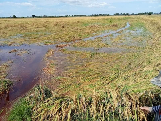 Rain Devastates Dry-Season Rice Crop