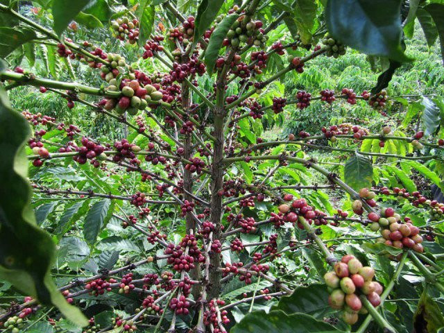 Mondulkiri Coffee Targeted by Chinese Investments