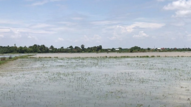 Downpour Threatens Over 2,000 Hectares of Rice Fields