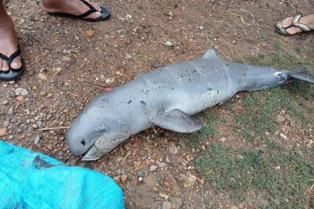 Baby Dolphin Suspected of Being Electrocuted in Kratie Baby Dolphin Suspected of Being Electrocuted in Kratie