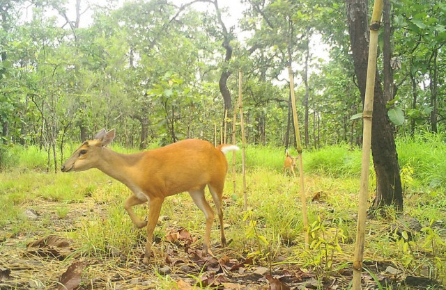 Camera traps capture rare wildlife species in Cambodia's sanctuaries