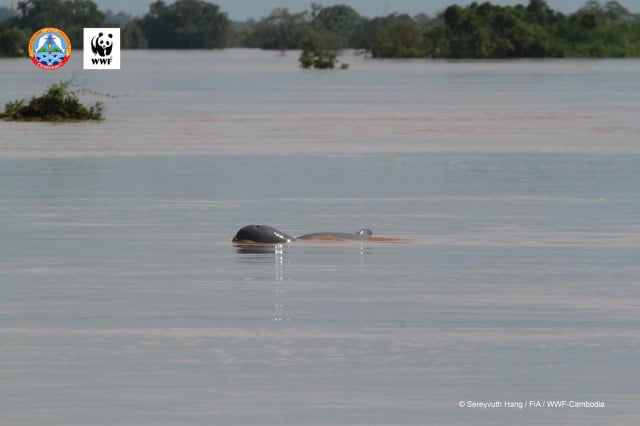 New Dolphin Calf Found in Mekong River New Dolphin Calf Found in Mekong River