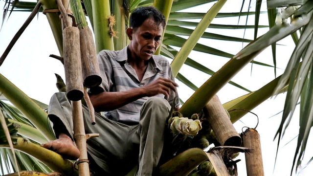 Drop by Drop, the Bottle Is Filled: How People Make Sugar from Palm-Tree Sap?