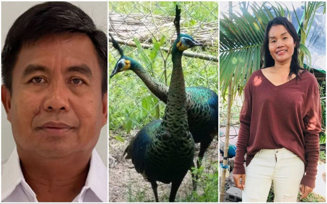 Seized Peafowls to be Handed Back to their Owner After PM Order