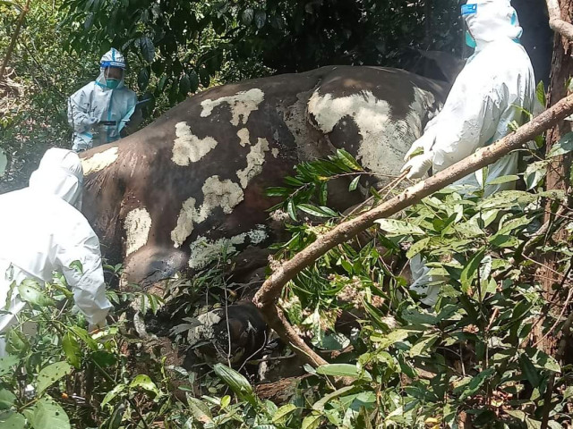 Wild Elephant Found Dead in Mondulkiri 