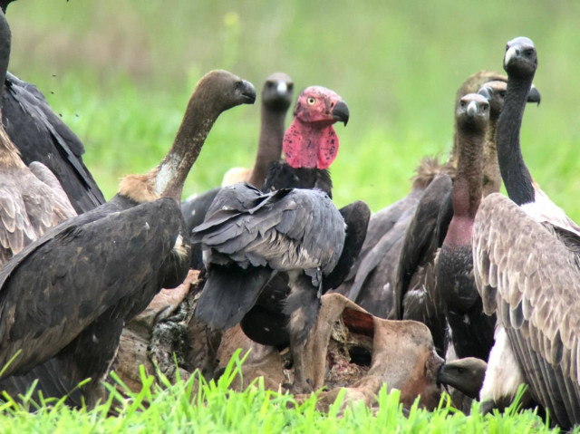 Endangered Vulture Numbers on the Rise 