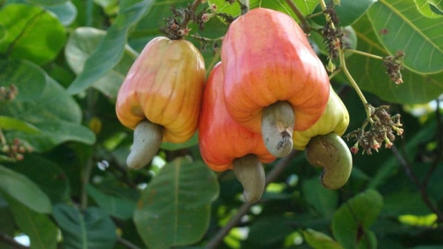 Cashew Sales to Vietnam Take a Hit