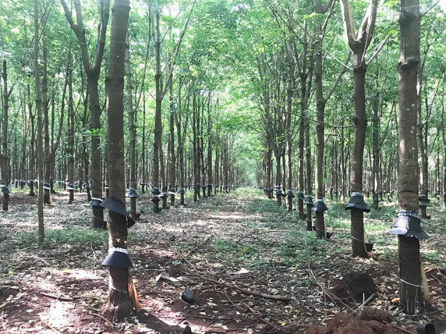 Cambodia's Rubber Production and Exports Rise in the First Four Months of 2023