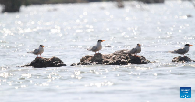 Cambodia Records Stable Population of Rare River Birds at 71