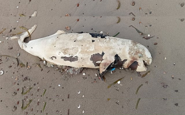 Injured Irrawaddy Dolphin Found Dead in Kep Injured Irrawaddy Dolphin Found Dead in Kep