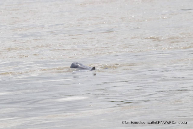 A Fourth New-Born Dolphin Spotted in the Kampi Conservation Pool of Kratie Province 