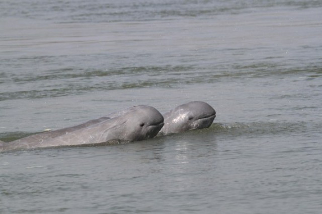 Cooperation with China Crucial to Protect Rare Mekong River Dolphins in Cambodia: Official