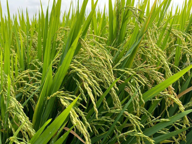 Cambodia Wins as Rivals Curb Rice Exports 