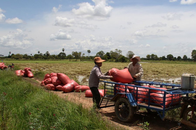 Cambodia to boost milled-rice productivity to lower domestic market price