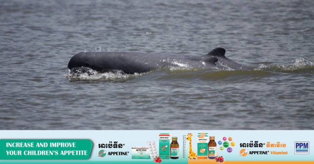 Rare Mekong River Dolphin Found Dead in Cambodia