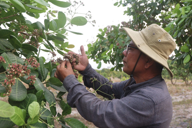 Rising Cambodian Cashew Sector Hindered by Climate Change and Low Processing Capacities
