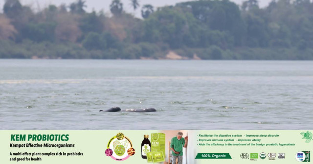 One Baby Irrawaddy Dolphin Found in Kratie Province