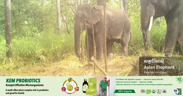 Asian Elephants on the Rise in Mondulkiri