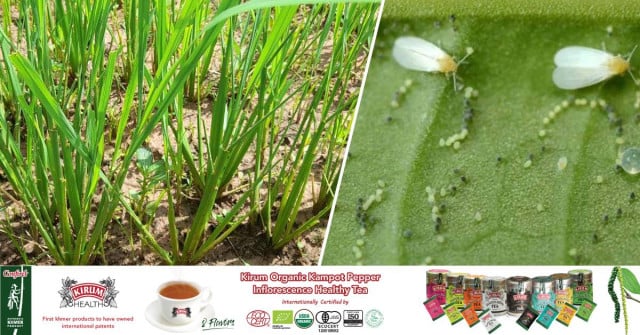 New Pest Infests Rice Farms 