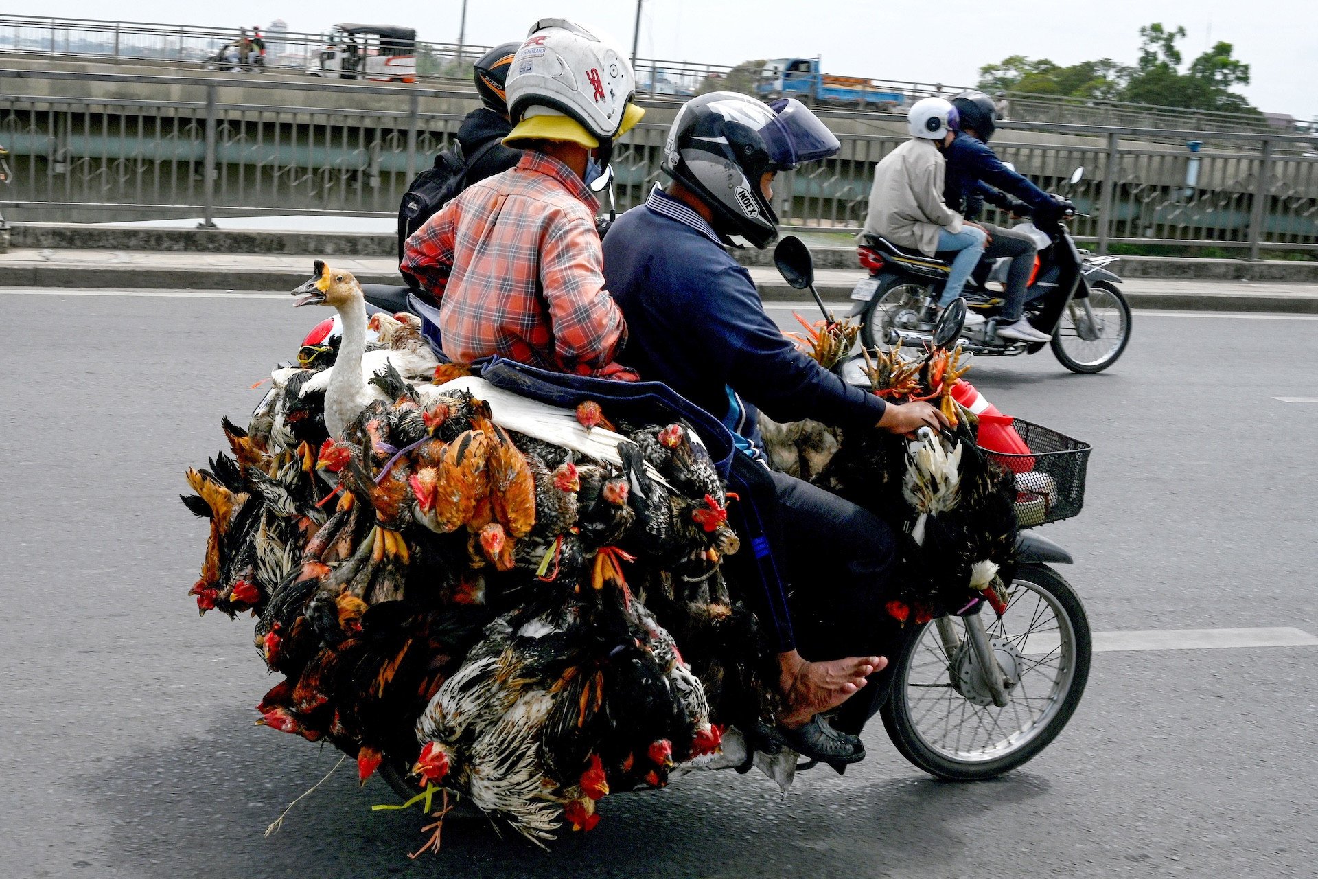 Avian Flue: the Transmission of Prevention Messages Having Failed