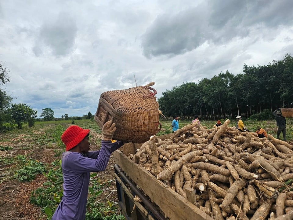 Cambodia Struggles to Harvest its Agricultural Potential While Vietnam Reaps the Benefits