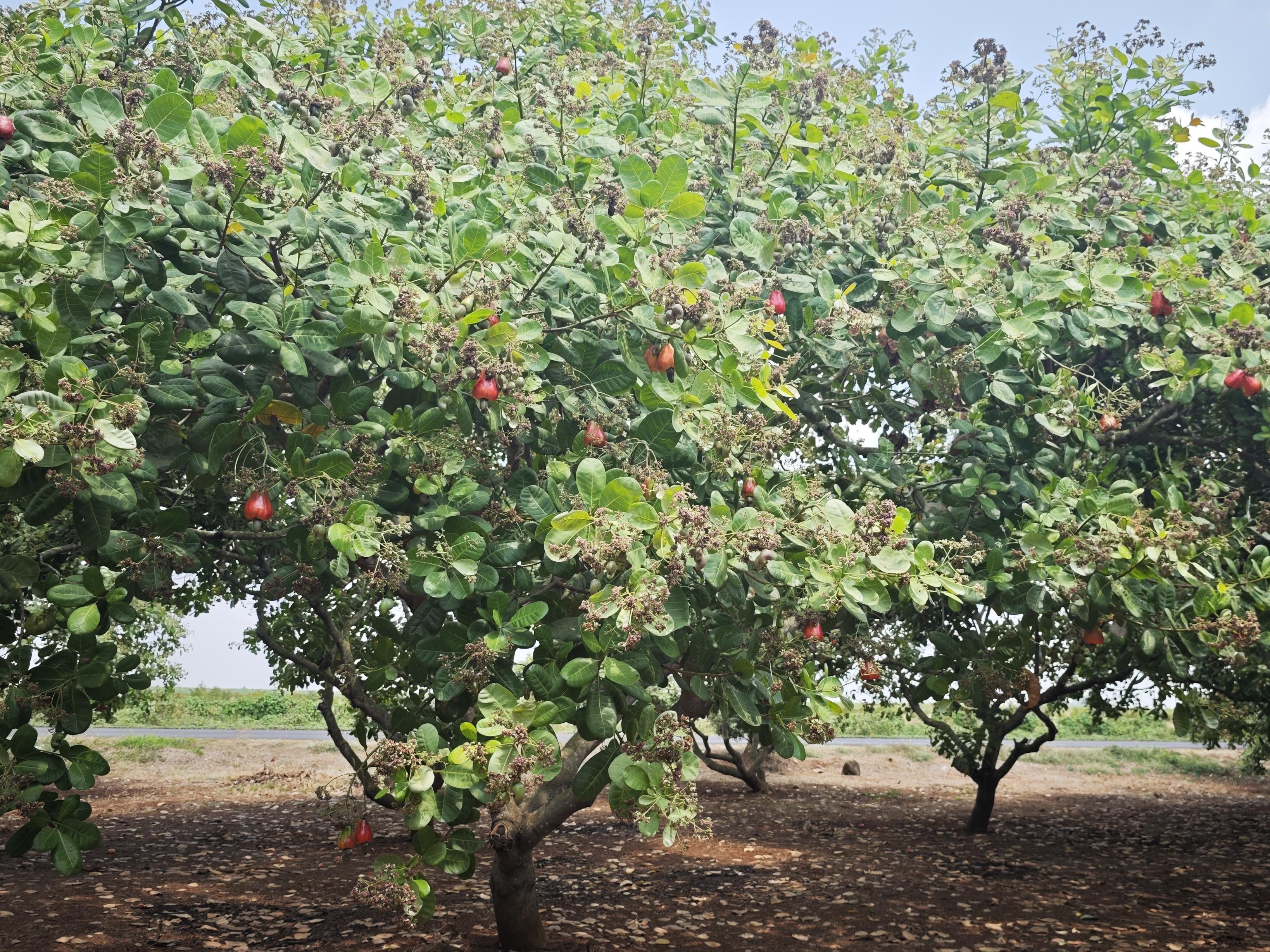 Cashew Boom or Bust? Report Calls for Strategic Interventions