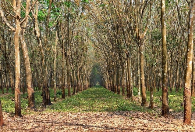 Rubber Exports Earn Over $116 Million in Three Months