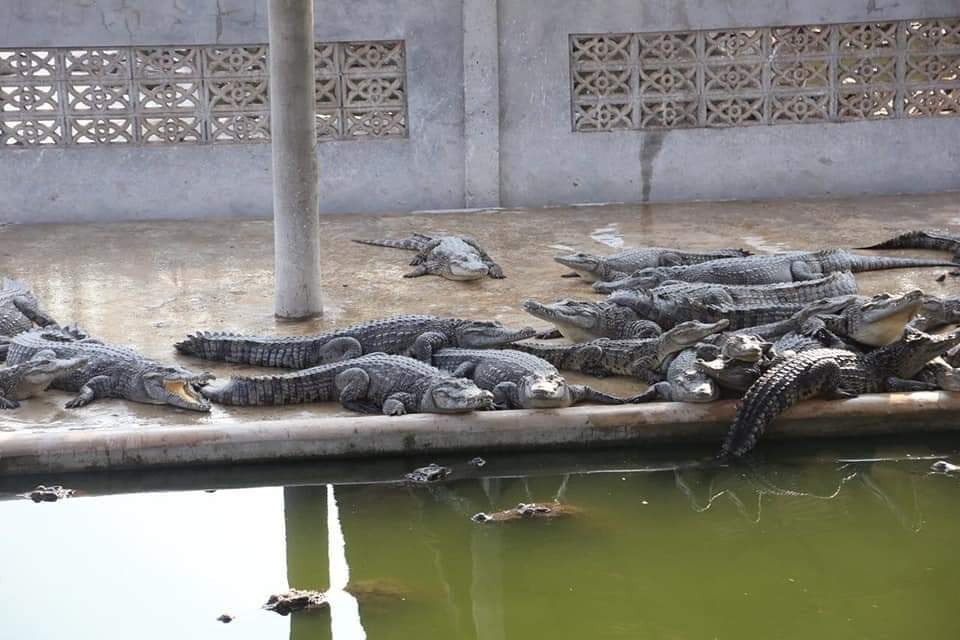 Chinese Market Snaps up Cambodian Crocodiles